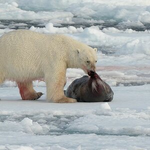 Eisbär mit Bartrobbe
Treibeis nördlich von Spitzbergen
4665
