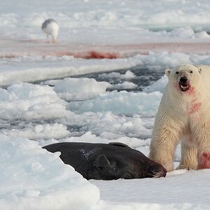 Eisbär mit Bartrobbe
Treibeis nördlich von Spitzbergen
4723