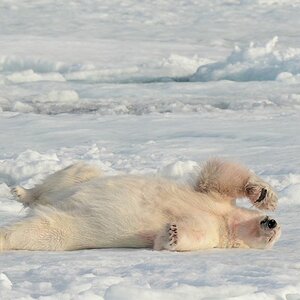 Eisbär 4845