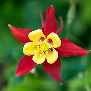 kenzaburo blumen 119