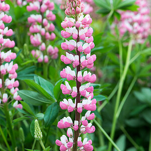 kenzaburo blumen 120