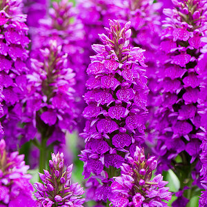 kenzaburo blumen 121