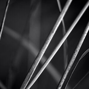 1891024grassw