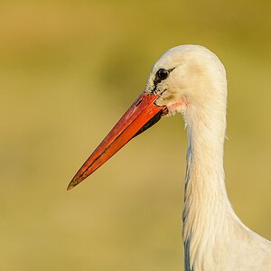 20130706 3023 [NIKON D7100] 850 mm,1 640 Sek. bei ƒ   8,0