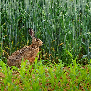 DSC 2708 Hase 1000