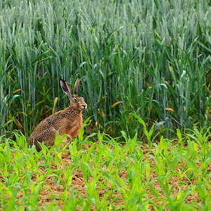 DSC 2710 Hase 1000