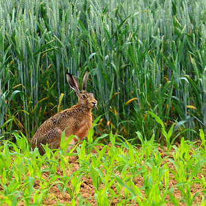 DSC 2711 Hase 1000