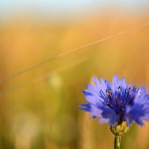 Kornblume