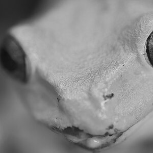 Frosch