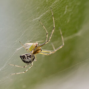 2891024minispinnemitblattlaus