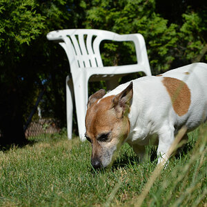 Nikon D5200 Buffy 1