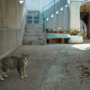 SDIM0388