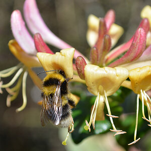 Nikon D5200 Hummel 1