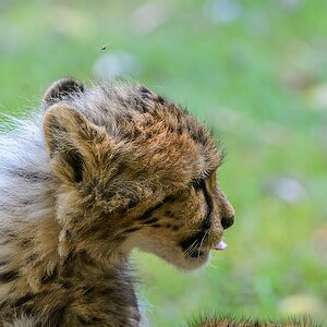 20130810 3597 [NIKON D7100] 400 mm,1 250 Sek. bei ƒ   6,3