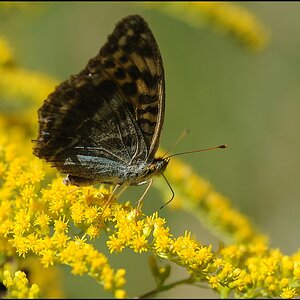 schmetterling2