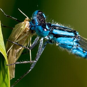 Azurlibelle mit Beute 100ercrop (1 von 1)