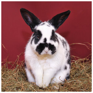 ostern1