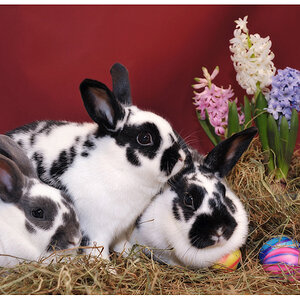 ostern3