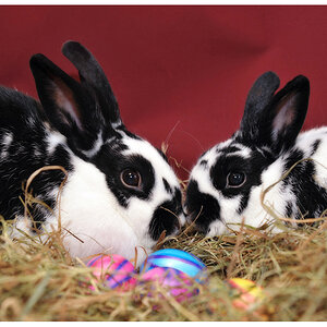 ostern5