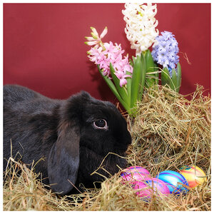 ostern6