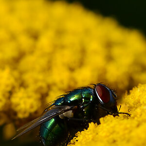 DSC 2638 Fliege 43