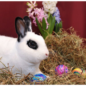 ostern7