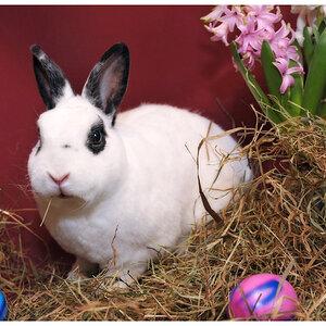 ostern8