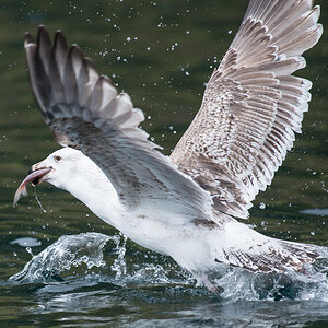 Eagle 1 8
