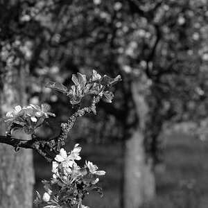 comp DSC 7442 bearbeitet S&W