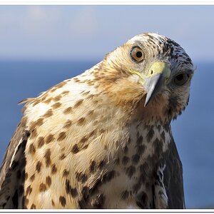 Galapagos 02