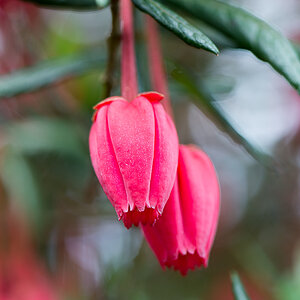 kenzaburo blumen 127