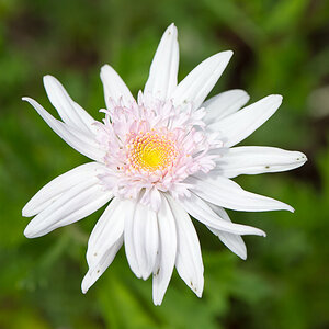 kenzaburo blumen 128