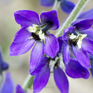 kenzaburo blumen 129