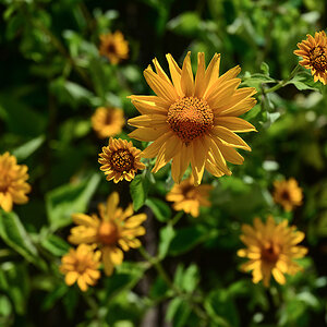 70mm, 1/1250, f5.6, ISO 200