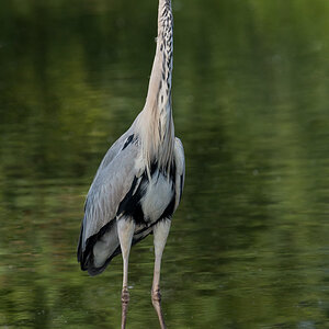 Reiher
