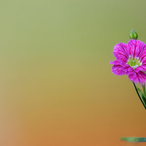 blume klein