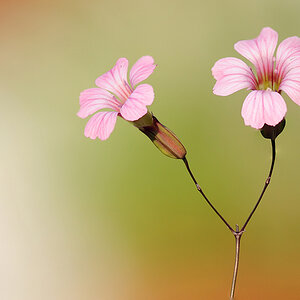 Blume3 1