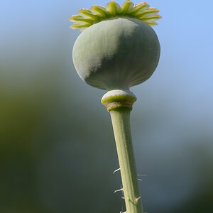 29900mohn