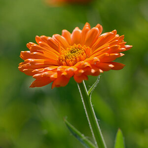 134900ringelblume