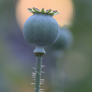 344900mohn