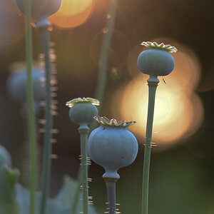 3611024mohn