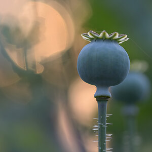 3521024mohn