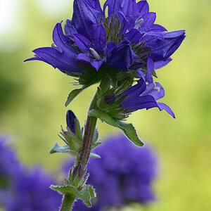 115900kaukasischeglockenblume