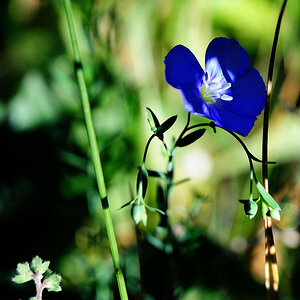 die blaue blume
