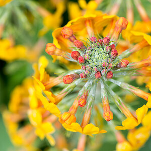 kenzaburo blumen 136
