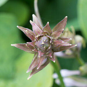 kenzaburo blumen 137