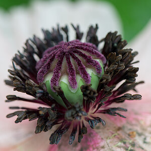kenzaburo blumen 138