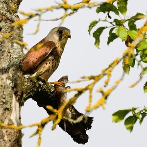 Turmfalke 2013 79636