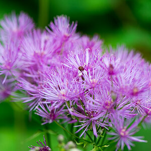 kenzaburo blumen 139