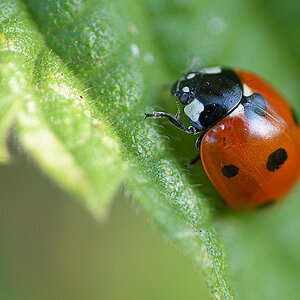 Marienkäfer 001